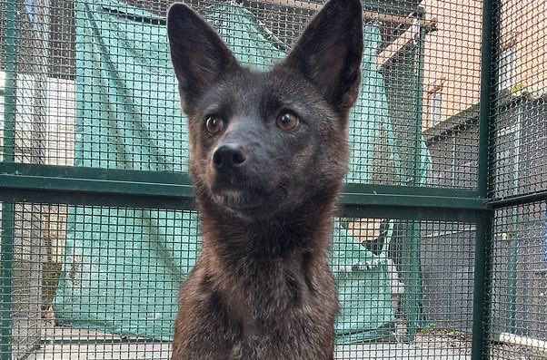Il Dogxim ritrovato nel 2021