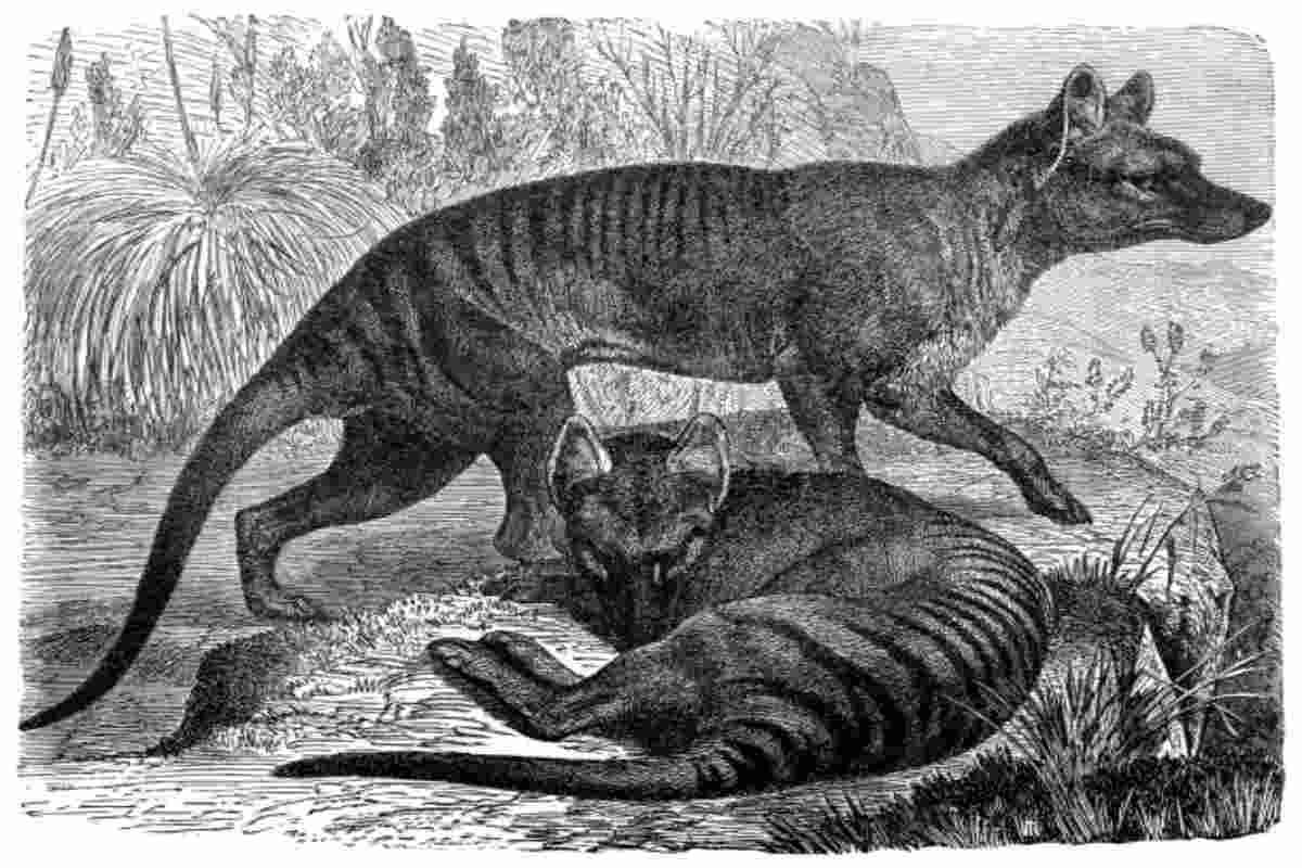 Rappresentazione delle Tigri della Tasmania