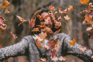 foglie secche in autunno