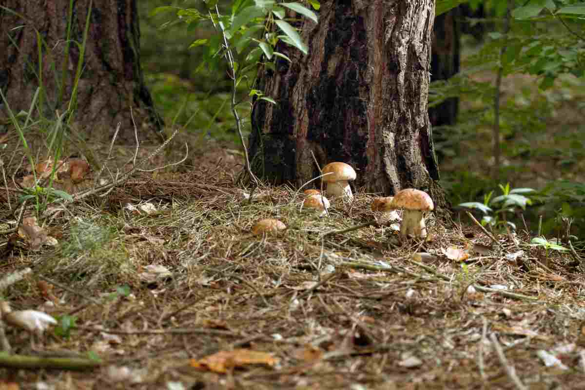 Porcini in gruppo sotto ad un albero nel bosco