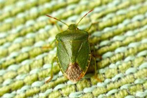 Una cimice verde su sfondo verde