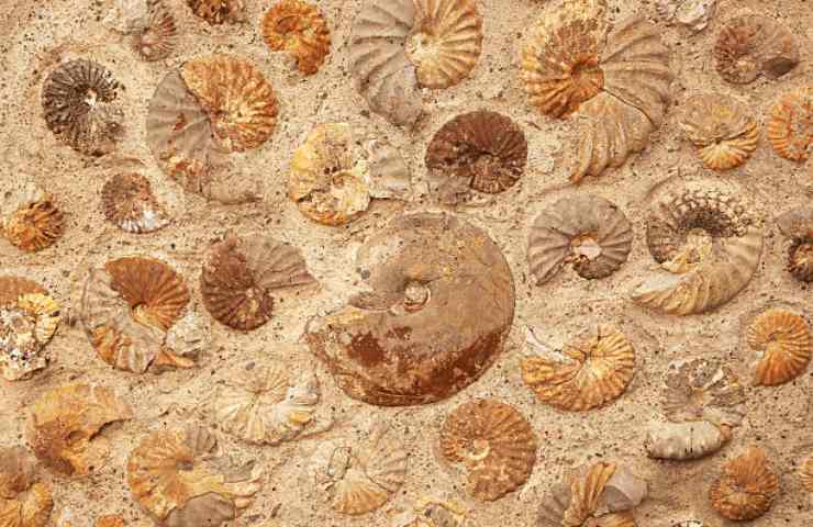 Fossili che testimoniano la vita sul nostro pianeta in ere passate