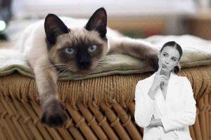 Il gatto da solo soffre