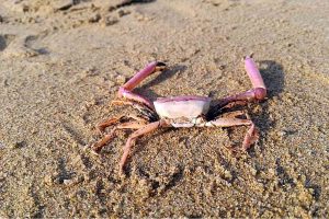 granchio rosa trovato nell'adriatico