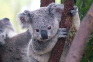 I Koala sono gli animali che dormono di più in assoluto