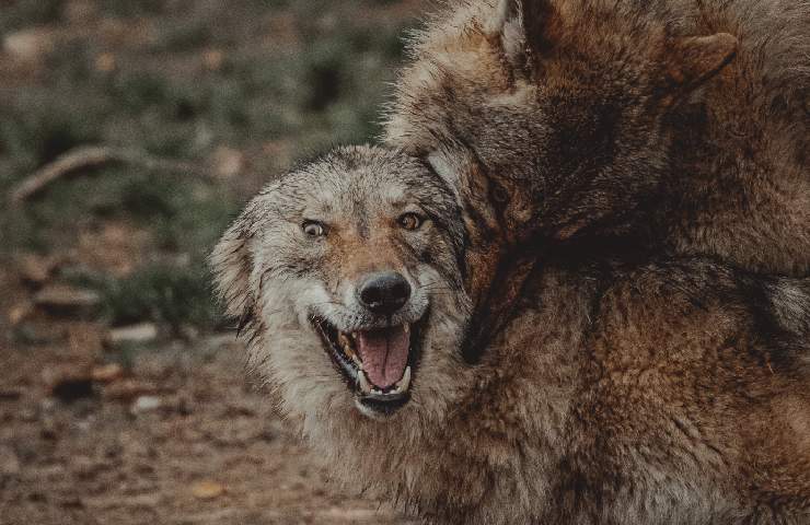 Morso di un lupo