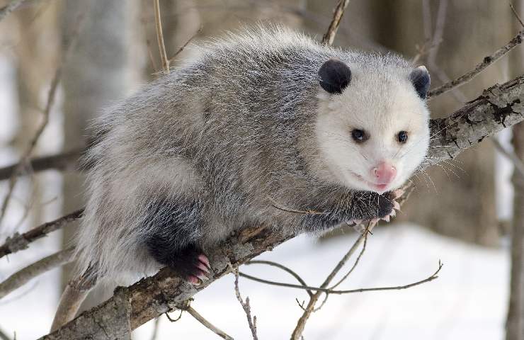 Opossum