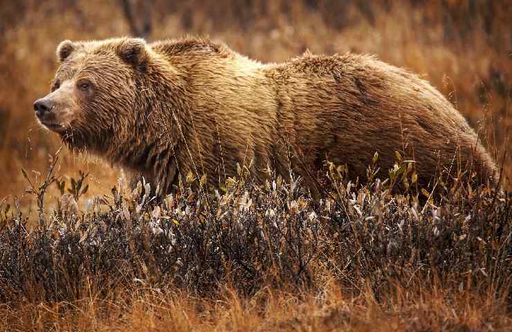 Orso grizzly