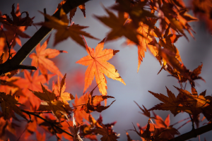 Foglie rosse autunnali