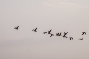 Uno stormo di uccelli migratori