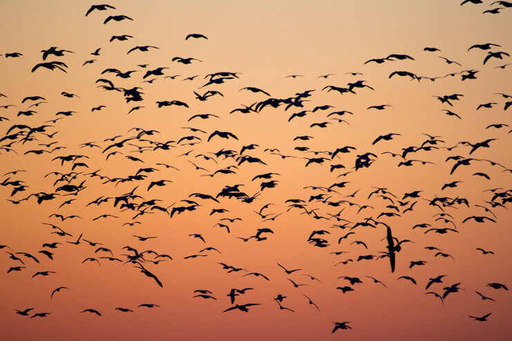 Uccelli migratori al tramonto 