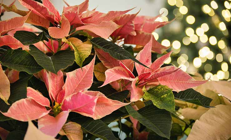 poinsettia o stella di natale