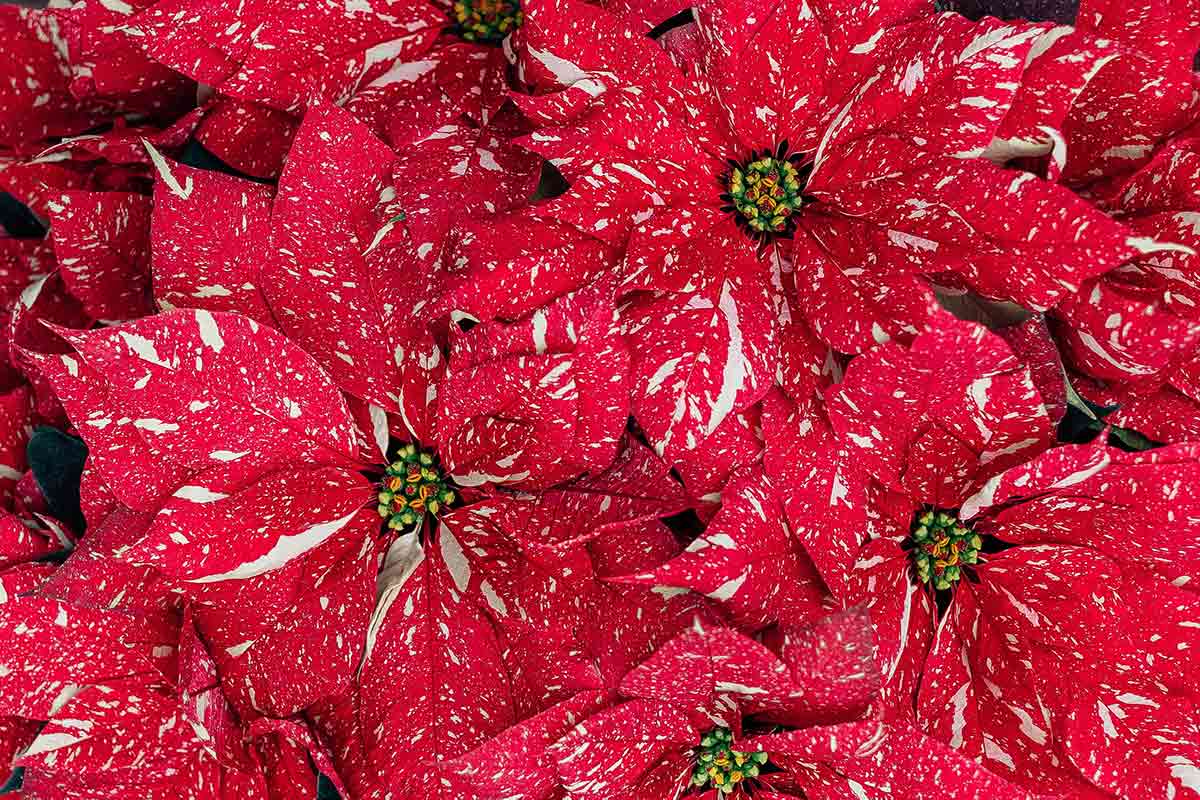 stella di natale o poinsettia