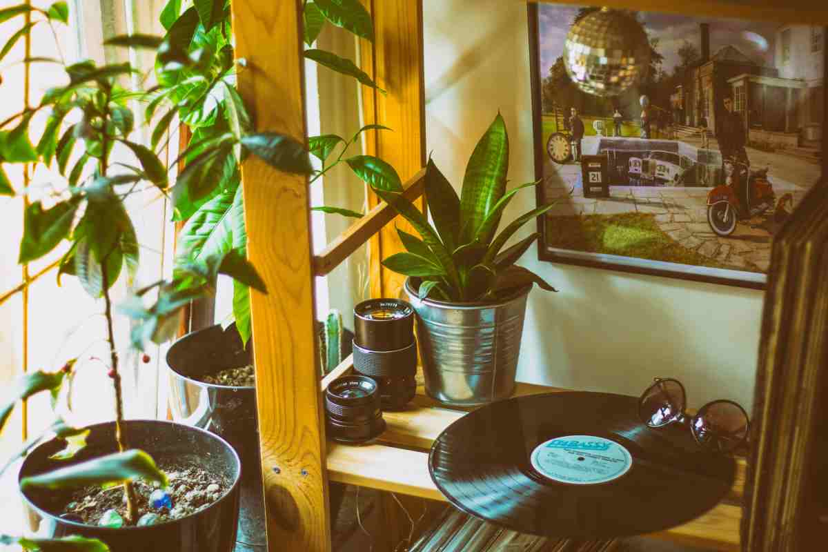 Piante in casa dettaglio con vinile