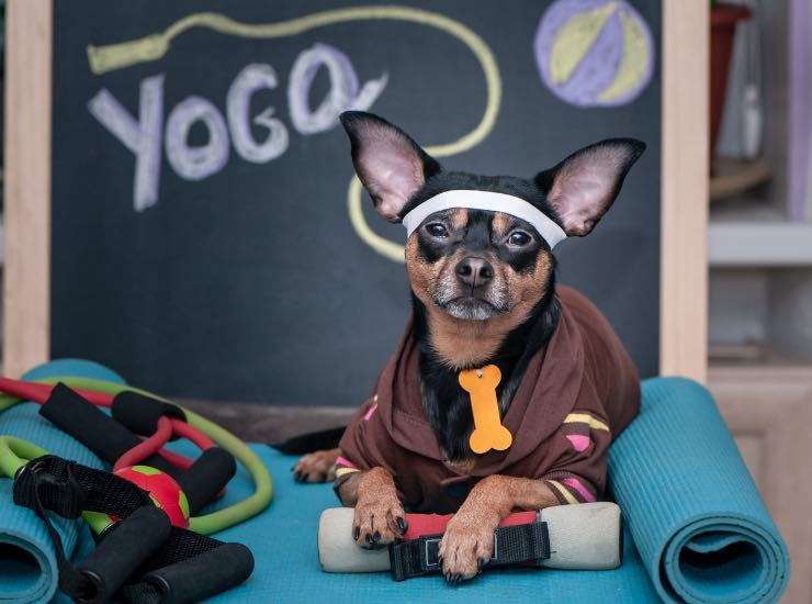 Un cane che fa yoga